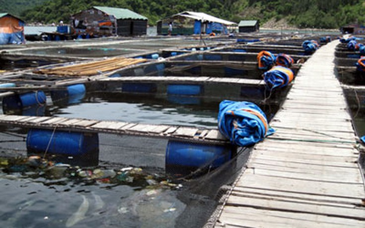 Người Trung Quốc nuôi cá ở Vũng Rô: UBND tỉnh Phú Yên cấp phép tràn lan