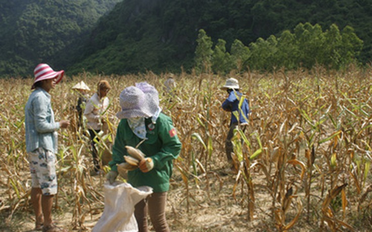 Sống chật vật trong lòng di sản