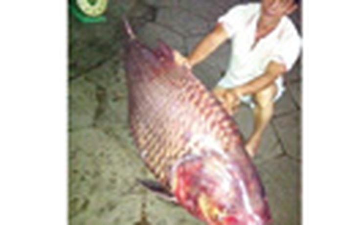 Bắt được cá hô hơn 130 kg