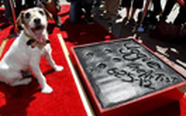 Chú chó đầu tiên được lưu dấu chân tại Hollywood