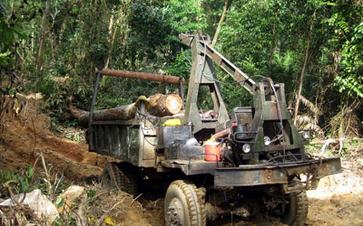 Ngăn chặn vụ phá rừng quy mô lớn