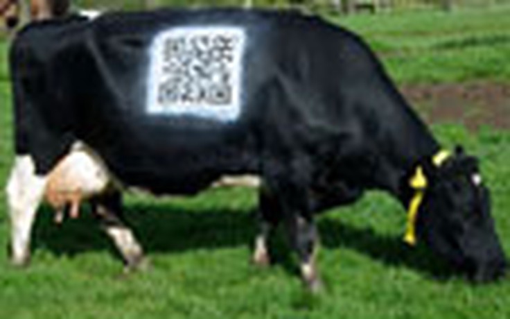 Gắn mã QR code cho bò