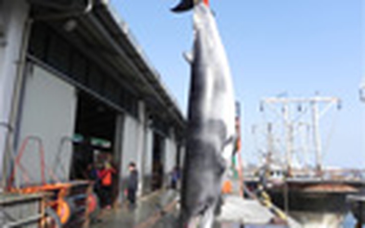 Sea Shepherd sẽ đưa tàu đến Hàn Quốc để bảo vệ cá voi