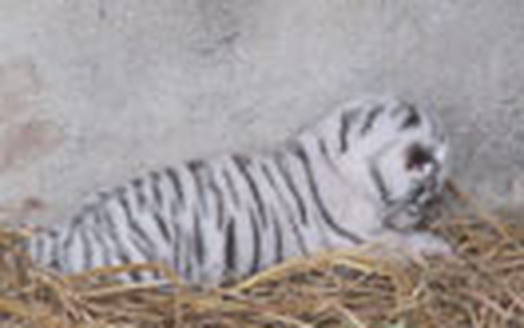Hổ vàng sinh hổ trắng tại Nghệ An