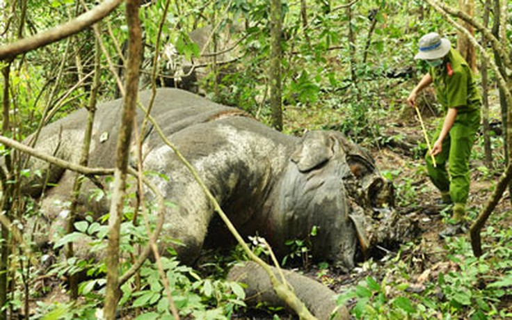 Ảnh hai con voi rừng chết tại "thiên đường" Yok Đôn