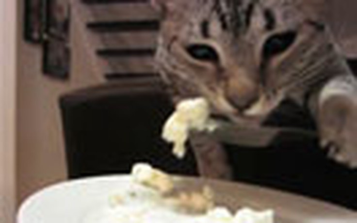 Mèo dùng nĩa gắp thức ăn