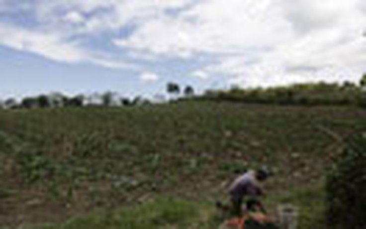Cuba sa thải hơn 600 chủ nhiệm hợp tác xã nông nghiệp