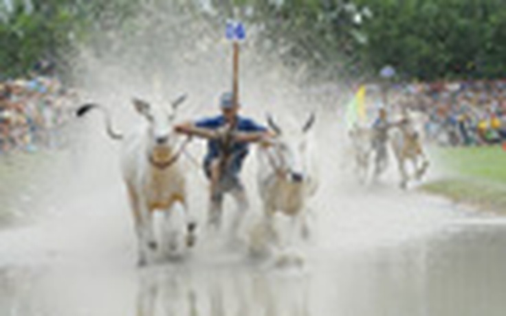 Kết thúc Lễ hội đua bò Bảy Núi năm 2013