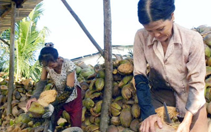 Những phụ nữ chuyên lột dừa mướn