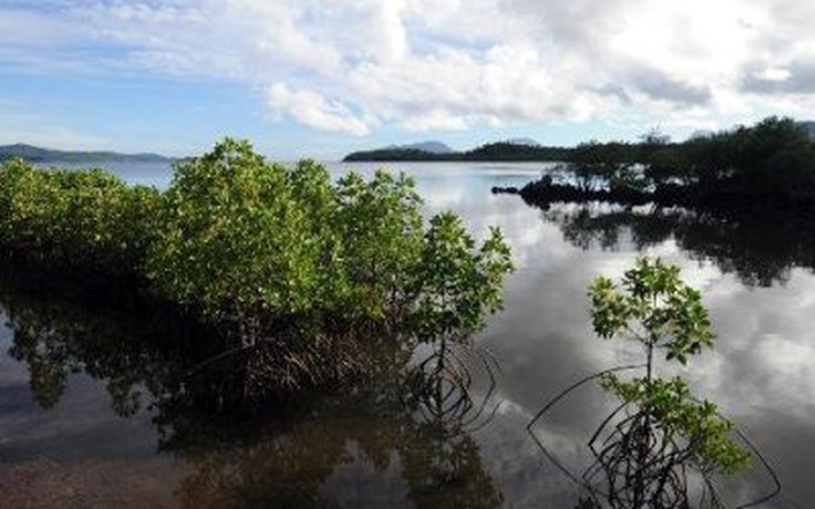 Philippines trồng thêm cây đước sau siêu bão Hải Yến