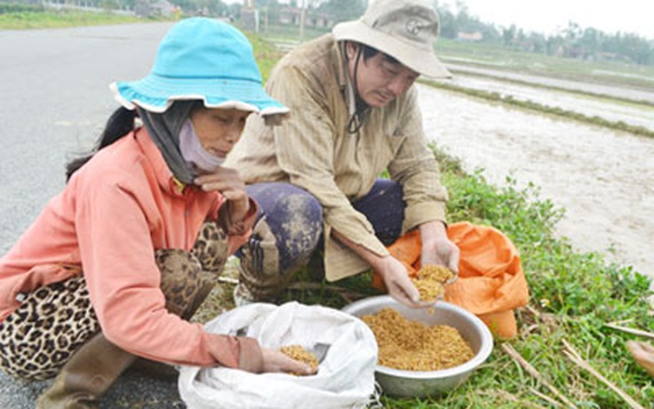 Lúa giống ủ 5 ngày đêm chưa nảy mầm