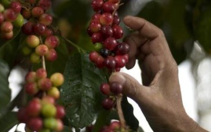 Guatemala tuyên bố tình trạng khẩn cấp dịch bệnh nấm cây cà phê