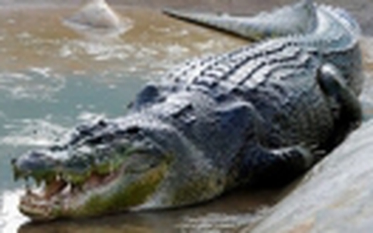 Cá sấu lớn nhất thế giới chết vì bệnh lạ