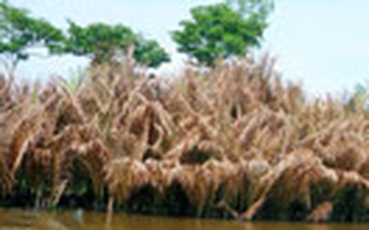 Hàng trăm ha dừa nước bị sâu phá hại