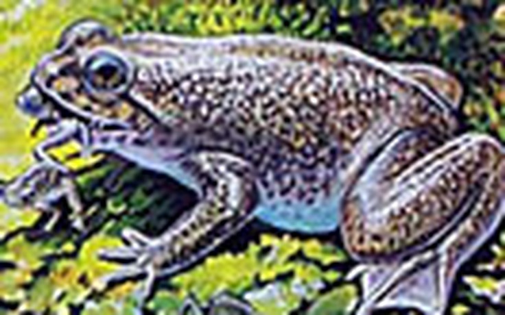 Phục sinh loài ếch tuyệt chủng