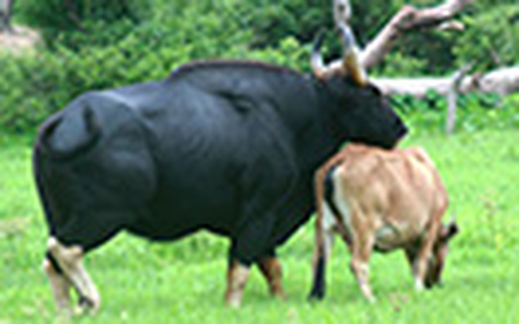 Thú vị chuyện bò tót lai giống với bò nhà ở Việt Nam