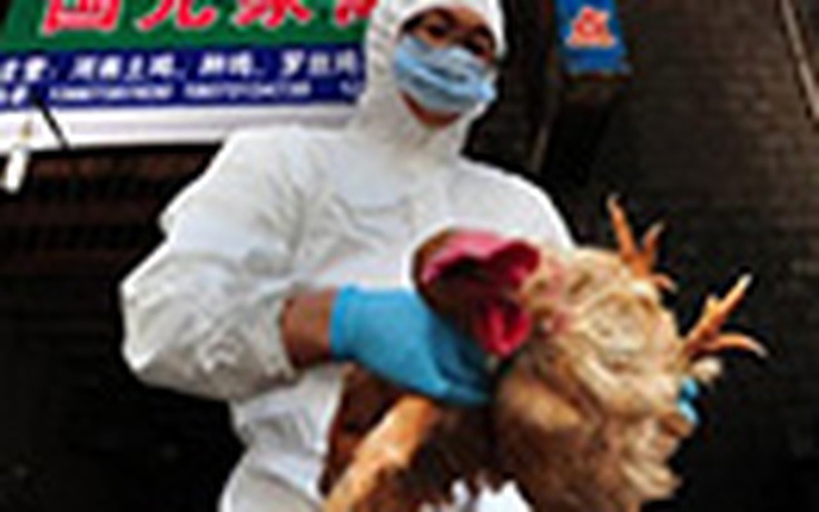 Trung Quốc thiệt hại 65 tỉ USD vì cúm gia cầm