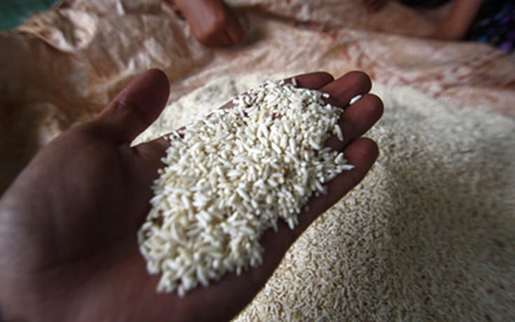 Cơm nếp ủ men biến thành gạo sống?