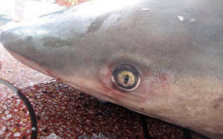 Lại bắt được cá mập tại biển Quy Nhơn
