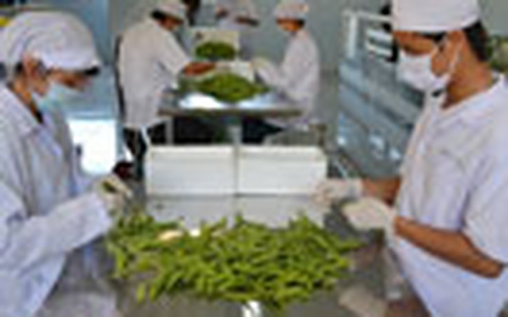 Lâm Đồng: Xuất khẩu rau, hoa đạt hơn 37 triệu USD
