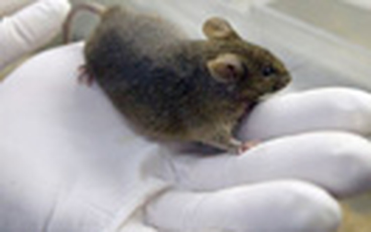 Dùng tế bào máu nhân bản chuột