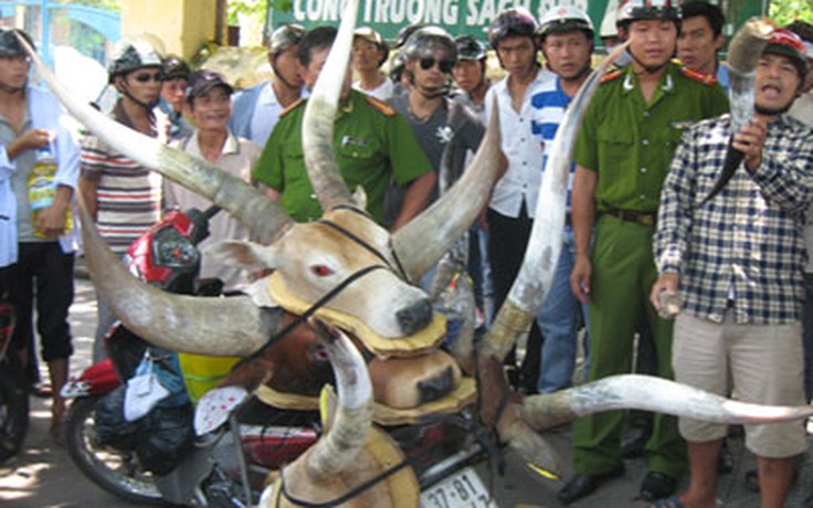 Dẹp điểm bán sừng bò tót giả