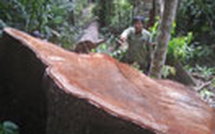 Lâm tặc phá rừng khủng khiếp: Đốn nát hàng loạt cây chò cả trăm tuổi