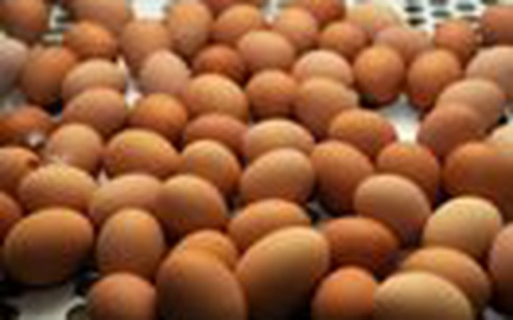 Nông dân đập trứng gà để… đòi tăng giá mua trứng