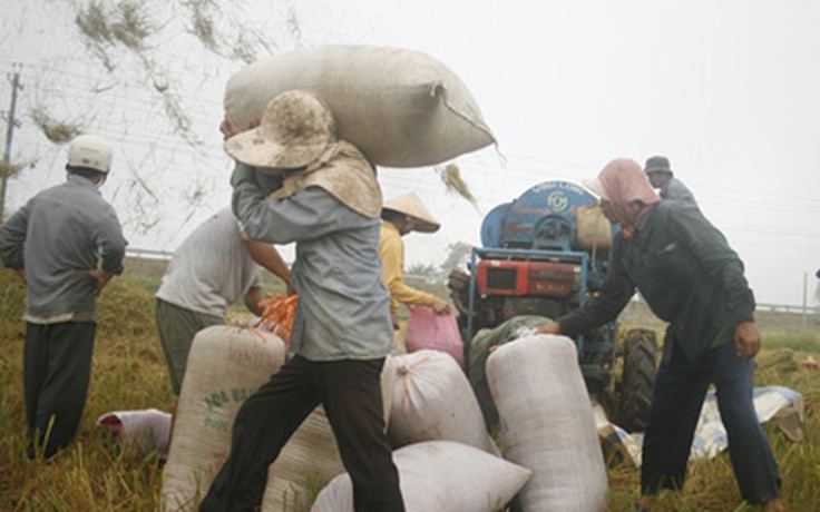 Bộ NN-PTNT đề nghị gia hạn mua tạm trữ lúa, gạo