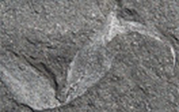 Hóa thạch lâu đời nhất trên siêu lục địa Gondwana