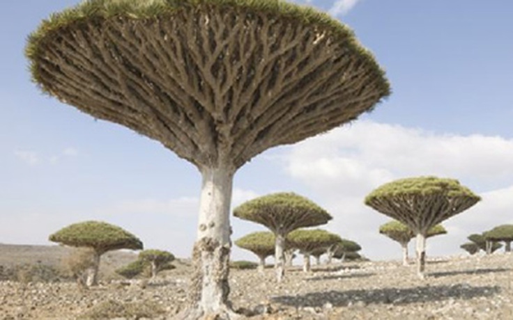 Đảo Socotra kỳ lạ