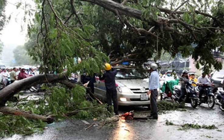 Cây cao 17 mét đổ đè lên taxi, kẹt xe nghiêm trọng