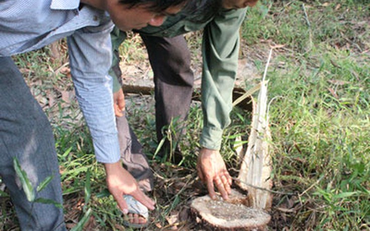 Ngang nhiên ‘xẻ thịt’ rừng chiến khu Đ: Thu hồi rừng tự nhiên để trồng cao su