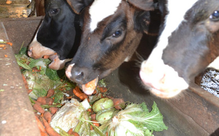 Sau hoa lay ơn đến rau củ làm thức ăn cho bò