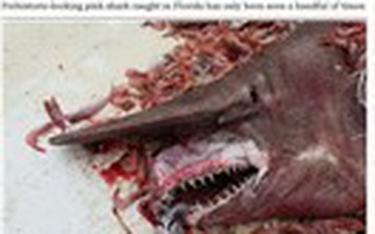 Bắt được cá mập yêu tinh cực hiếm ở Mỹ