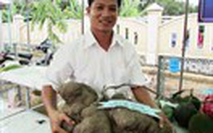 Hai củ khoai ngọt nặng 60 kg