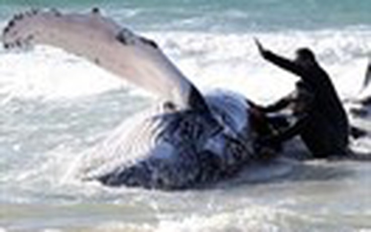Nỗ lực giải cứu cá voi dạt bờ