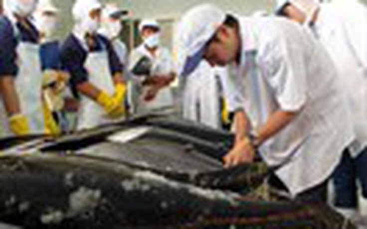 Lô cá ngừ đầu tiên đấu giá thành công tại Nhật Bản