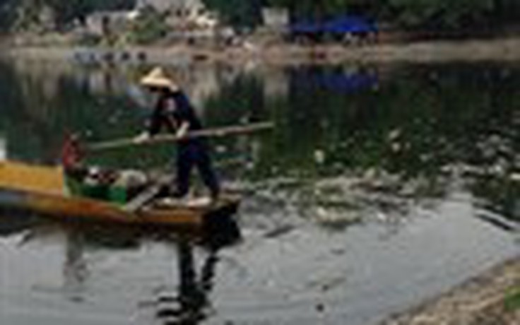 Cá chết trắng mặt hồ Thiền Quang