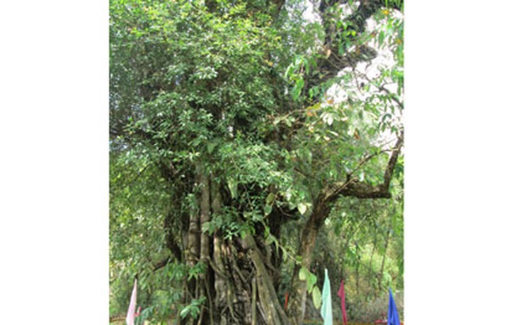 Đề nghị công nhận 3 cây bằng lăng nước ở An Giang là cây di sản