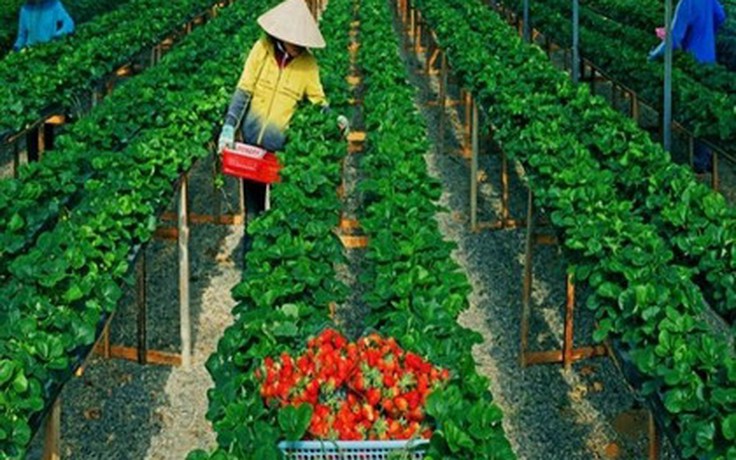 Ký sự Organic - Kỳ 14: Quỳ hoa bảo điển