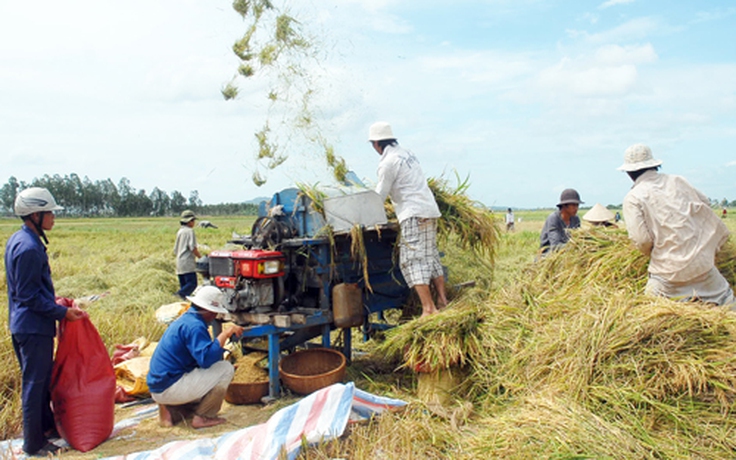 Vẻ đẹp của giá cả - Kỳ 2 : 'Dịu dàng' giá lúa