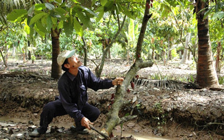 Hơn 5.000 ha ca cao bị đốn bỏ