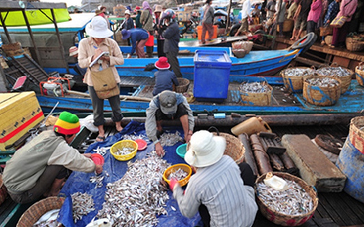 Cá linh mùa lưới trên thượng nguồn Mê Kông