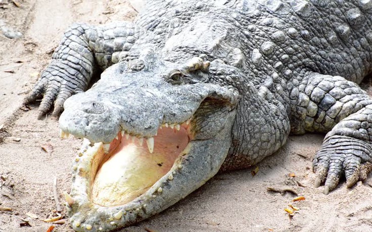Bé trai 2 tuổi bị cá sấu ‘bắt cóc’ xuống hồ