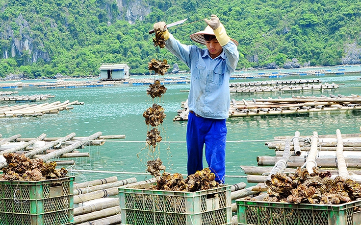 Hàng chục nghìn tấn hải sản vẫn nằm dưới biển do Covid-19, ngư dân Quảng Ninh lao đao