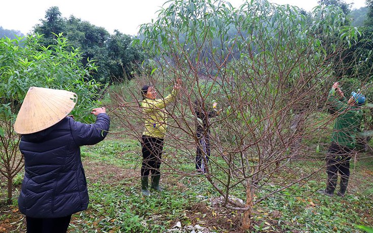 'Hái ra tiền' từ nghề tuốt lá đào