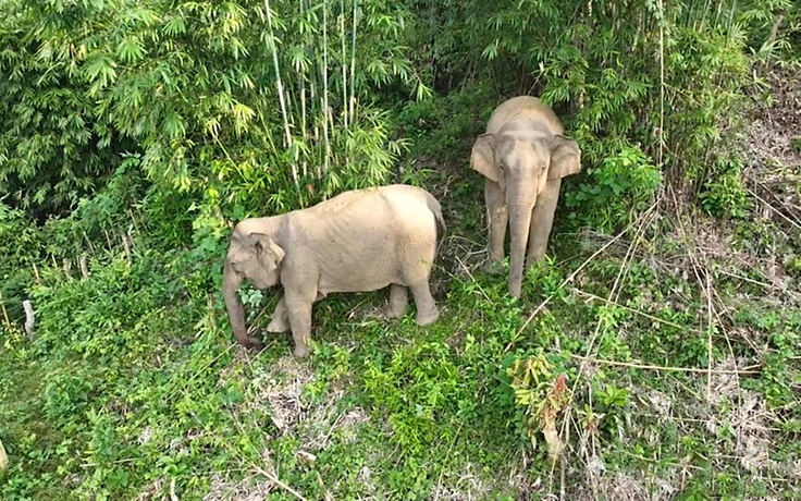 Loay hoay bảo tồn các đàn voi ở Nghệ An