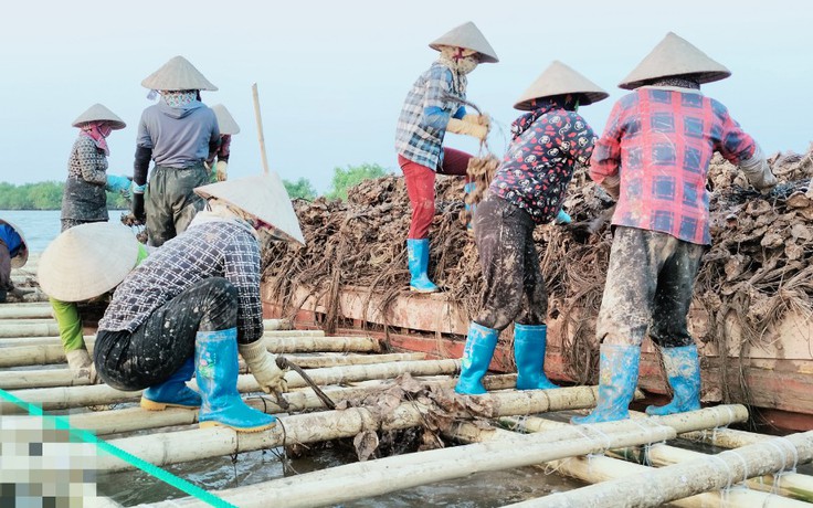 Thu lãi tiền tỉ hàng năm từ nuôi hàu nước lợ