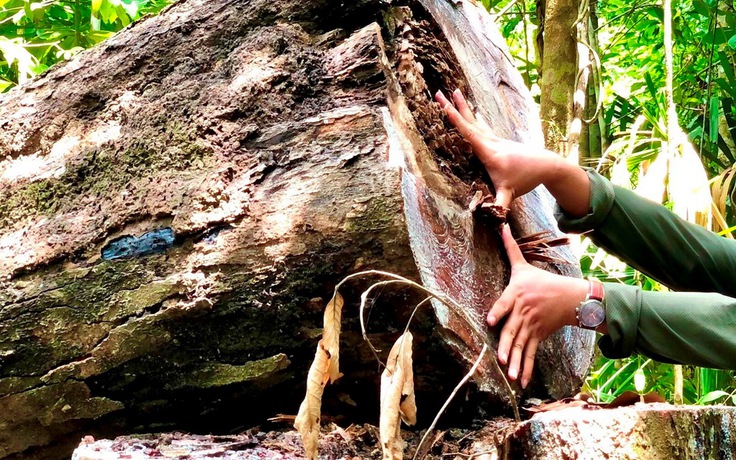 Quảng Ngãi: Lâm tặc chặt hạ 14,7 m3 gỗ trong rừng phòng hộ đầu nguồn